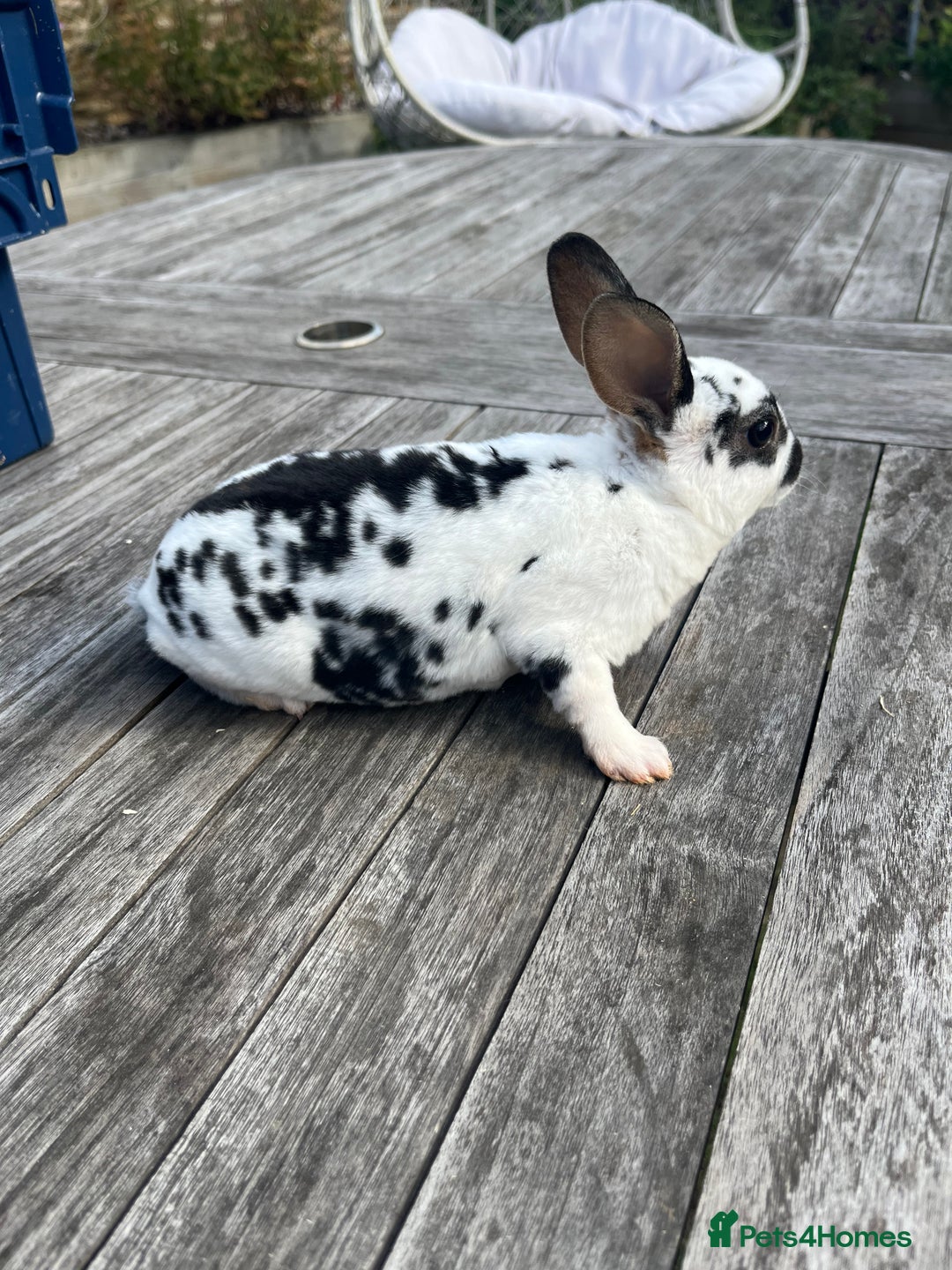 Rex rabbits for sale: Male Rex bunny - Advert 7