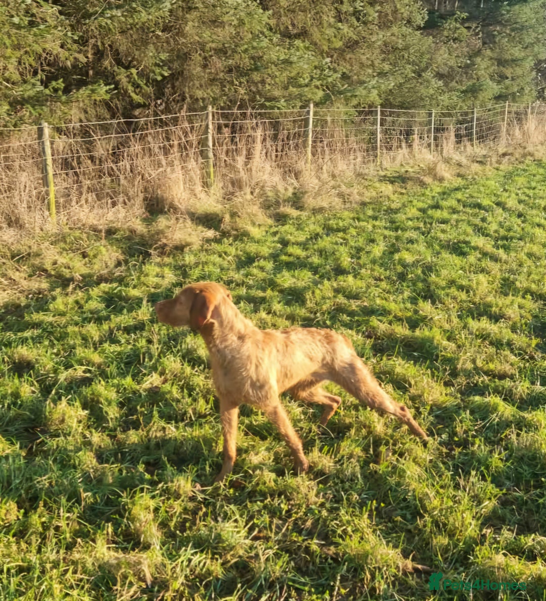 Hungarian Vizsla dogs for sale: Wirehaired Hungarian Visla puppies   - Advert 3