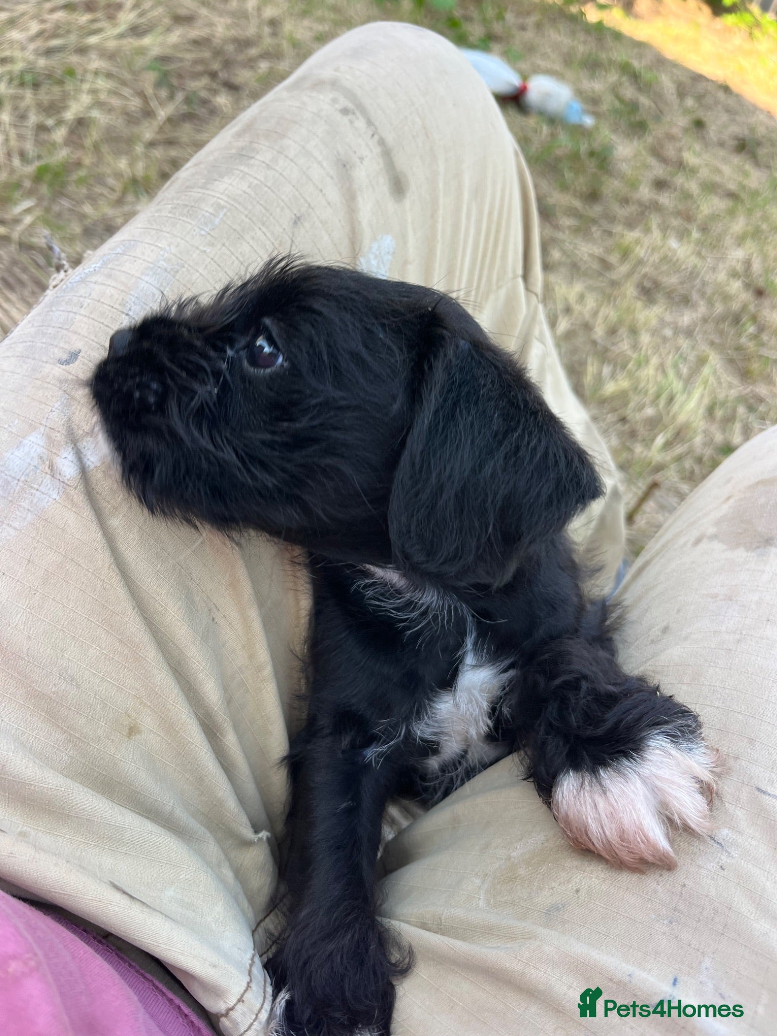 Mixed Breed dogs Puppy  - Advert 2