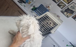Bichon Frise dogs for adoption: KETHO - a superb, little boy, for a Loving Home - Image 8