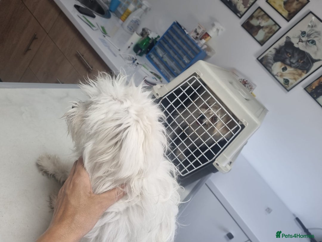 Bichon Frise dogs for adoption: KETHO - a superb, little boy, for a Loving Home - Image 8