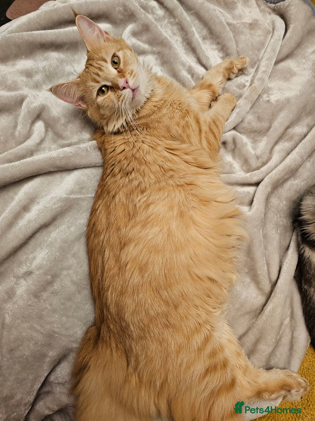 Maine Coon cats for sale: Chunky TICA registered Maine Coon Kittens - Advert 24