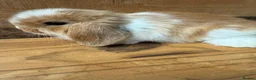 Mini Lop rabbits for sale: MINI LOP BUNNIES - PEDIGREE  - Advert 21