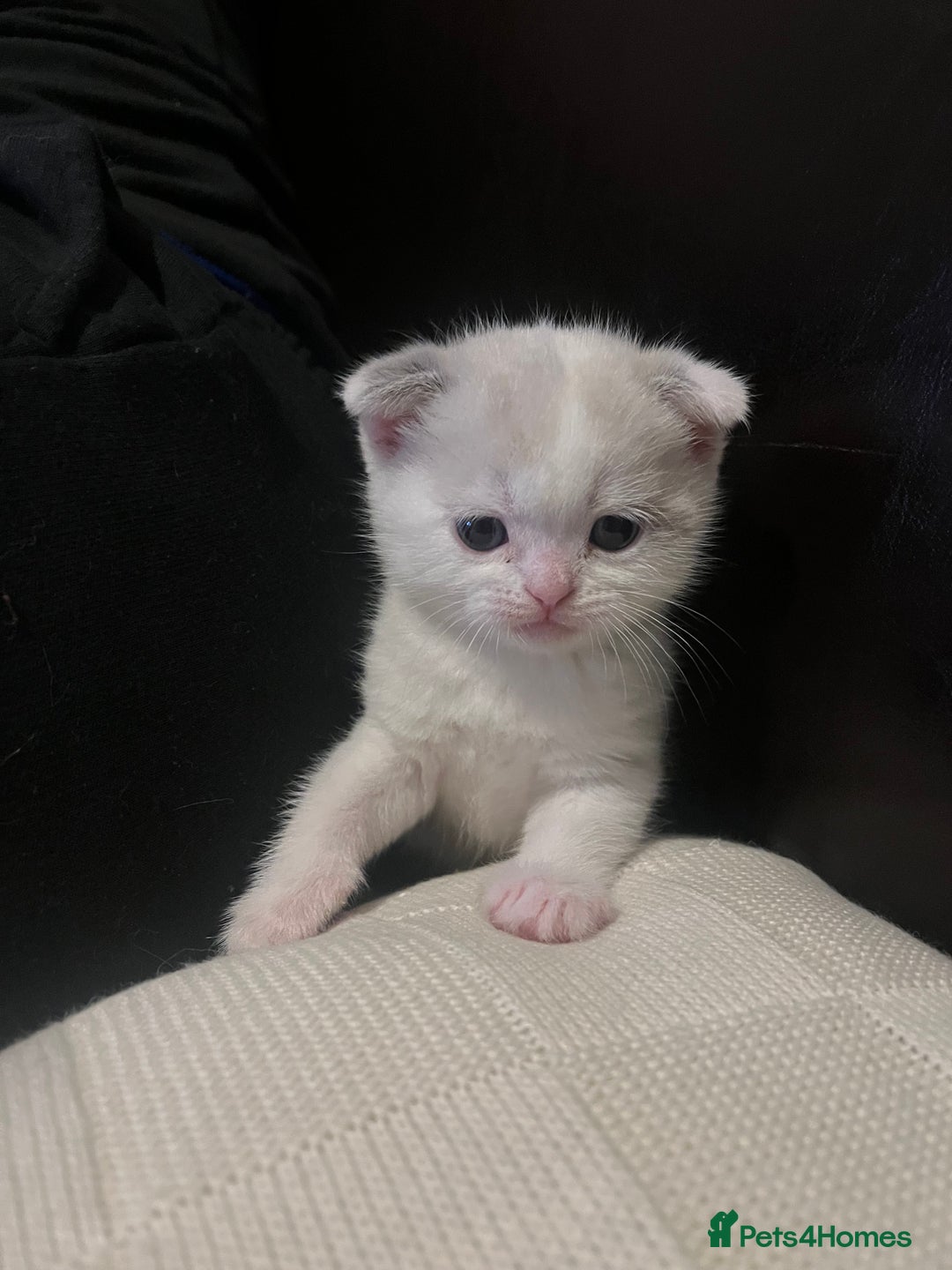 Scottish Fold cats for sale: Two beautiful floppy ear kittens for sale - Advert 13