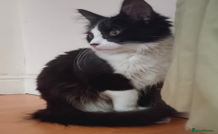 British Longhair cats - Advert 3