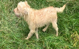 Mixed Breed dogs for adoption: Rocky * Westie x Poodle * 240781 - Image 2