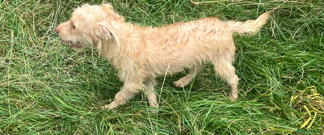 Mixed Breed dogs for adoption: Rocky * Westie x Poodle * 240781 - Image 2