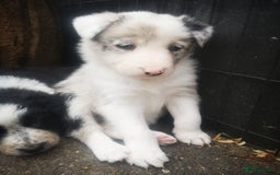 Border Collie dogs for sale: Beautiful Fluffy collie pups for sale  - Image 18