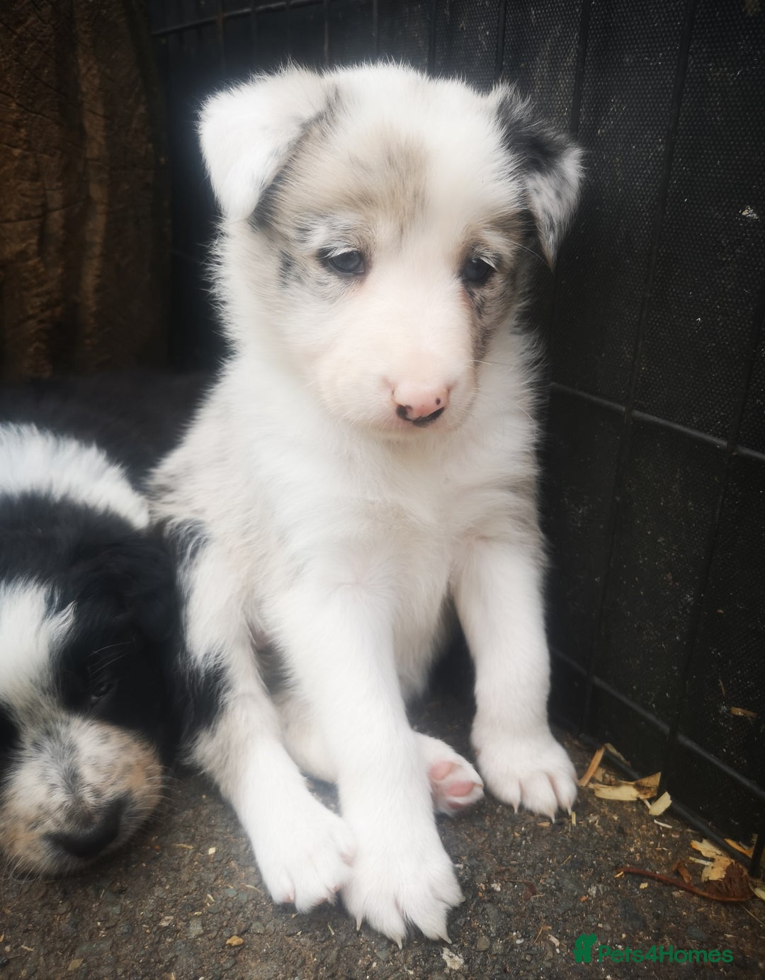 Border Collie dogs for sale: Beautiful Fluffy collie pups for sale  - Image 18