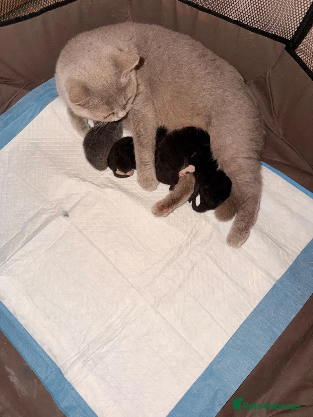 Mixed Breed cats for sale: British Shorthair Cross Kittens 🐱🐾 - Advert 2