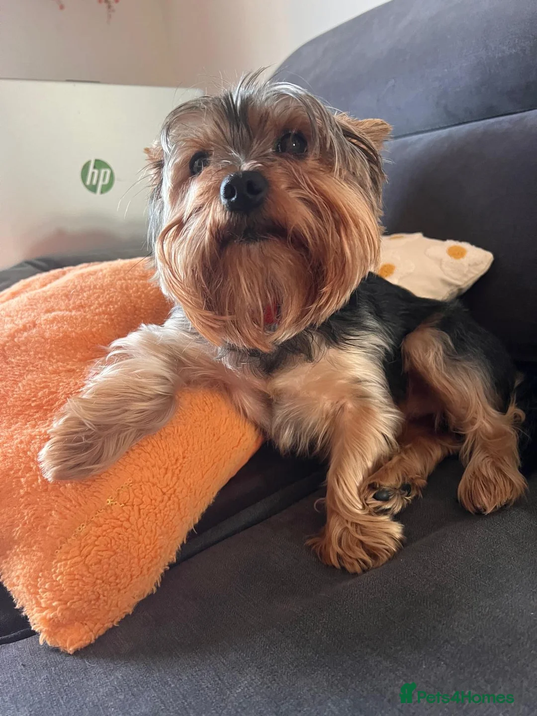 Yorkshire Terrier dogs for sale:  Pure yorkshire terrier  - Advert 2