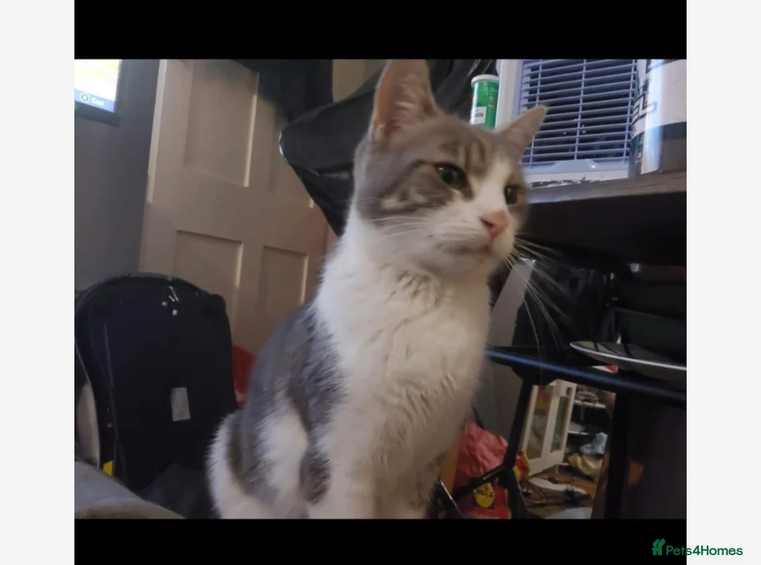 British Shorthair cats for sale: British short hair female cat  - Advert 1