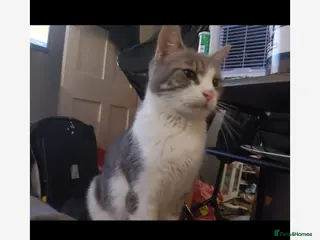 British Shorthair cats British short hair female cat - Advert 1