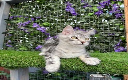 Maine Coon cats for sale: Russian bloodline Maine Coon Kittens 20+Gen! 🏆 - Image 19