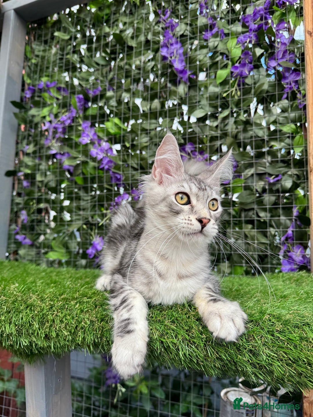 Maine Coon cats for sale: Russian bloodline Maine Coon Kittens 20+Gen! 🏆 - Image 19