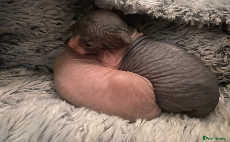 Sphynx cats - Advert 1