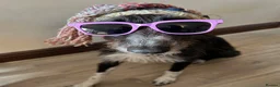 Mixed Breed dogs for sale: Lurcher (Saluki x Bedlington/Whippet) 3 years  - Advert 3