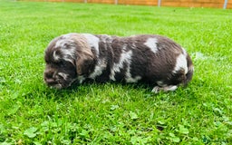 Labradoodle dogs for sale: Chocolate Merle Labradoodle Babies 🐾🐾🐾 - Image 3