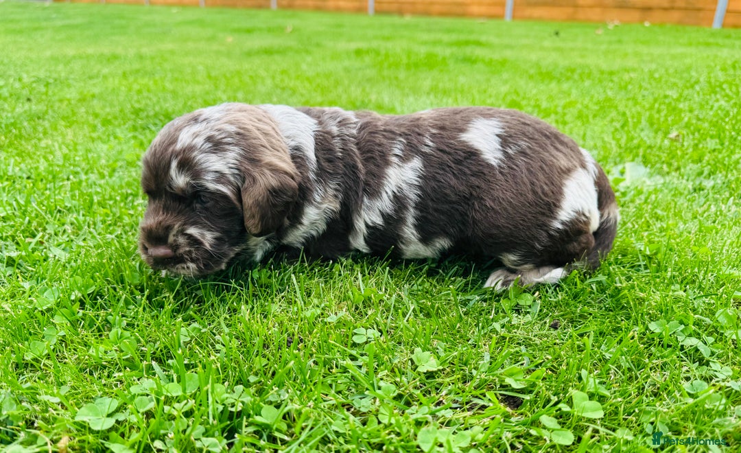 Labradoodle dogs for sale: Chocolate Merle Labradoodle Babies 🐾🐾🐾 - Image 3