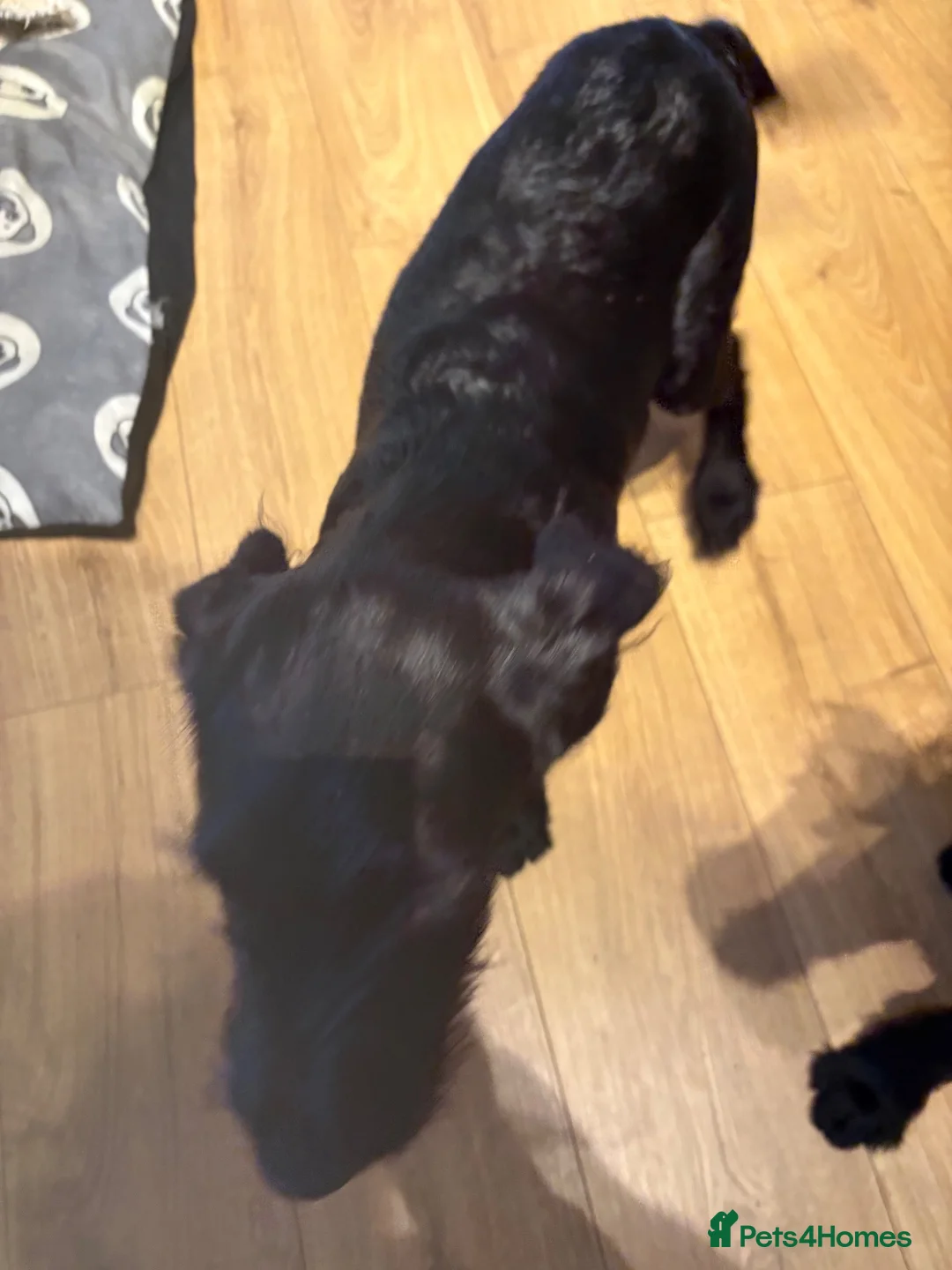 Labradoodle dogs for sale: wotsit in Workington - Advert 2