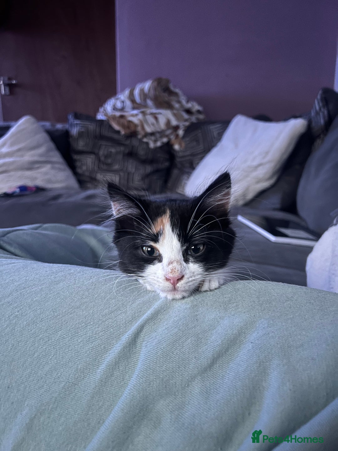 Mixed Breed cats for sale: Beautiful long haired calico girl  - Image 2