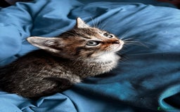 Mixed Breed cats for sale: Beautiful mixed breed blue eyes silver/grey tabby  - Image 11