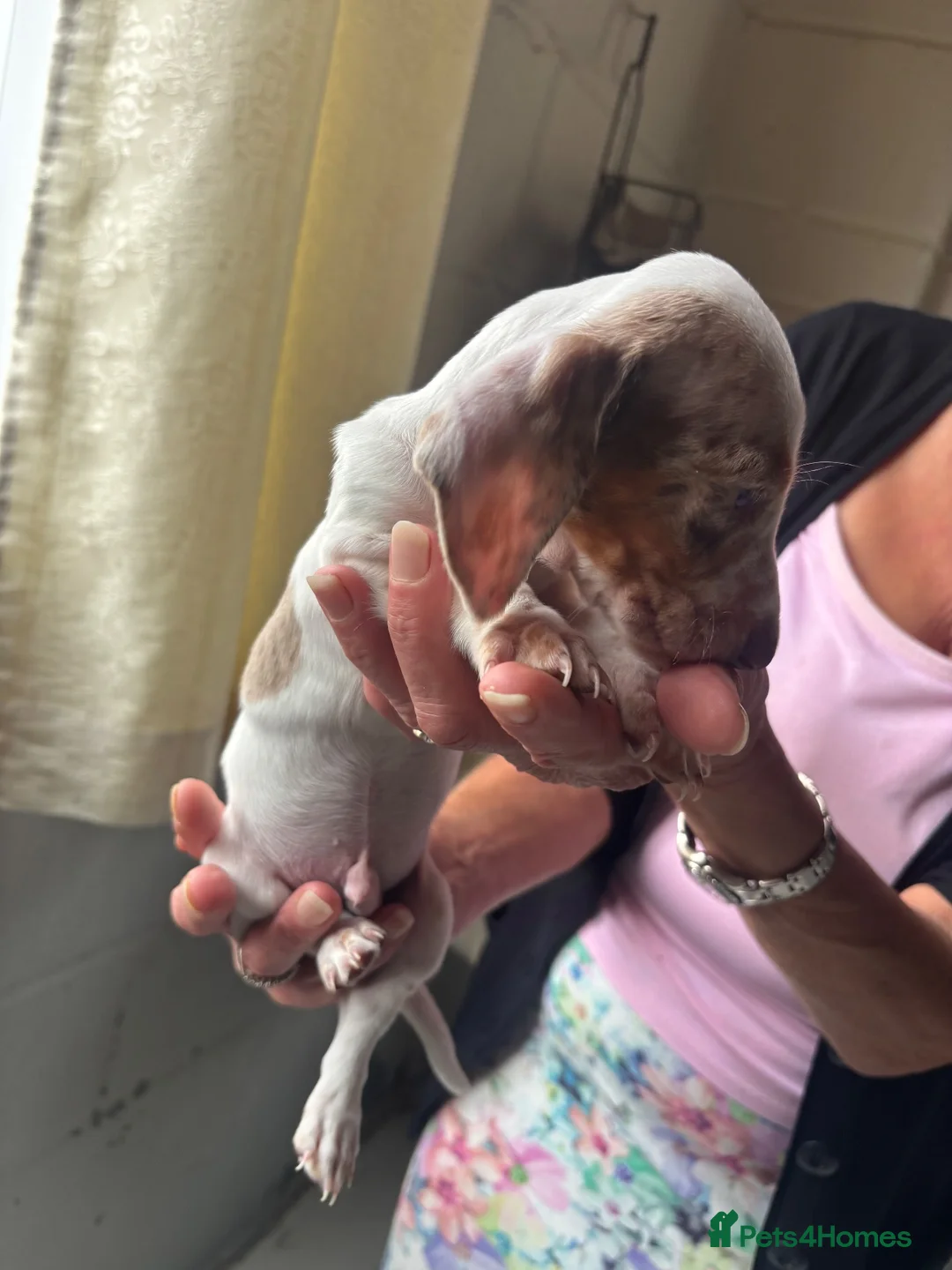 Dachshund dogs for sale: Dachshund puppies  - Advert 1