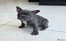 French Bulldog dogs for sale: Purebred Blue French Bulldog Puppies For Sale - Image 2