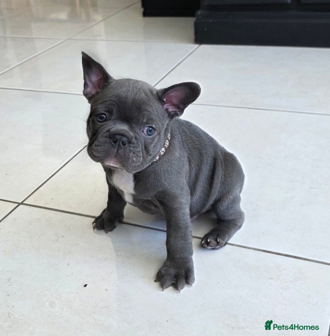French Bulldog dogs for sale: Purebred Blue French Bulldog Puppies For Sale - Image 2