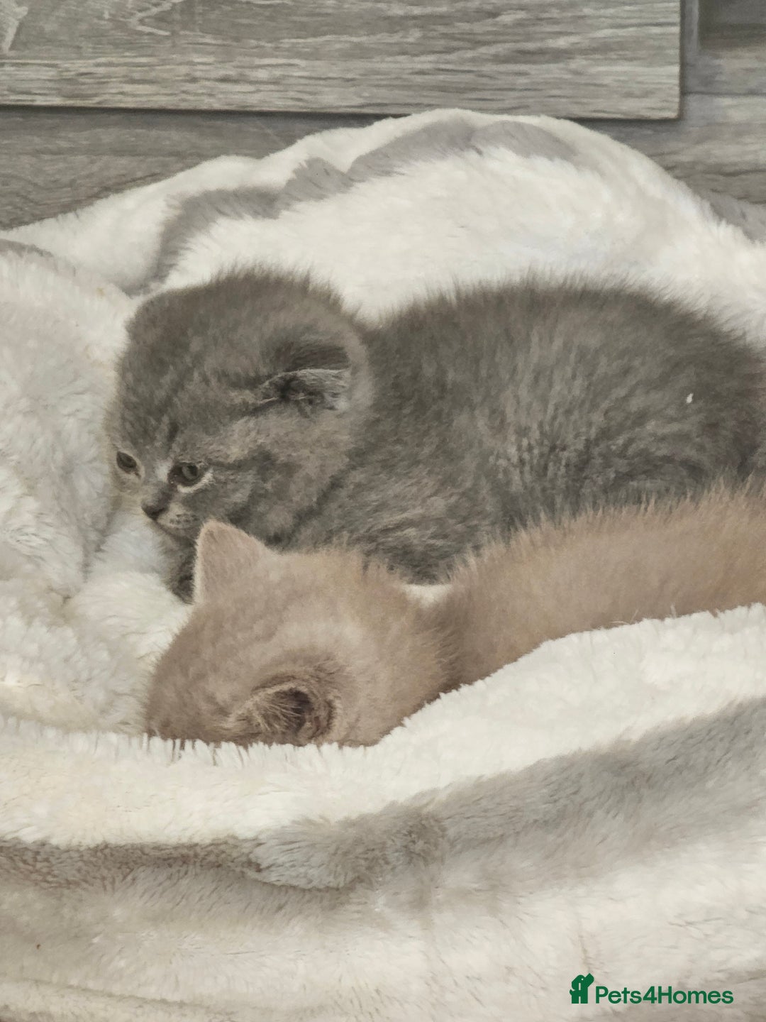 British Shorthair cats for sale: Bundles of joy - Advert 3