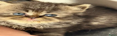 Persian Kitten 3