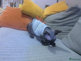 British Shorthair cats - Advert 4