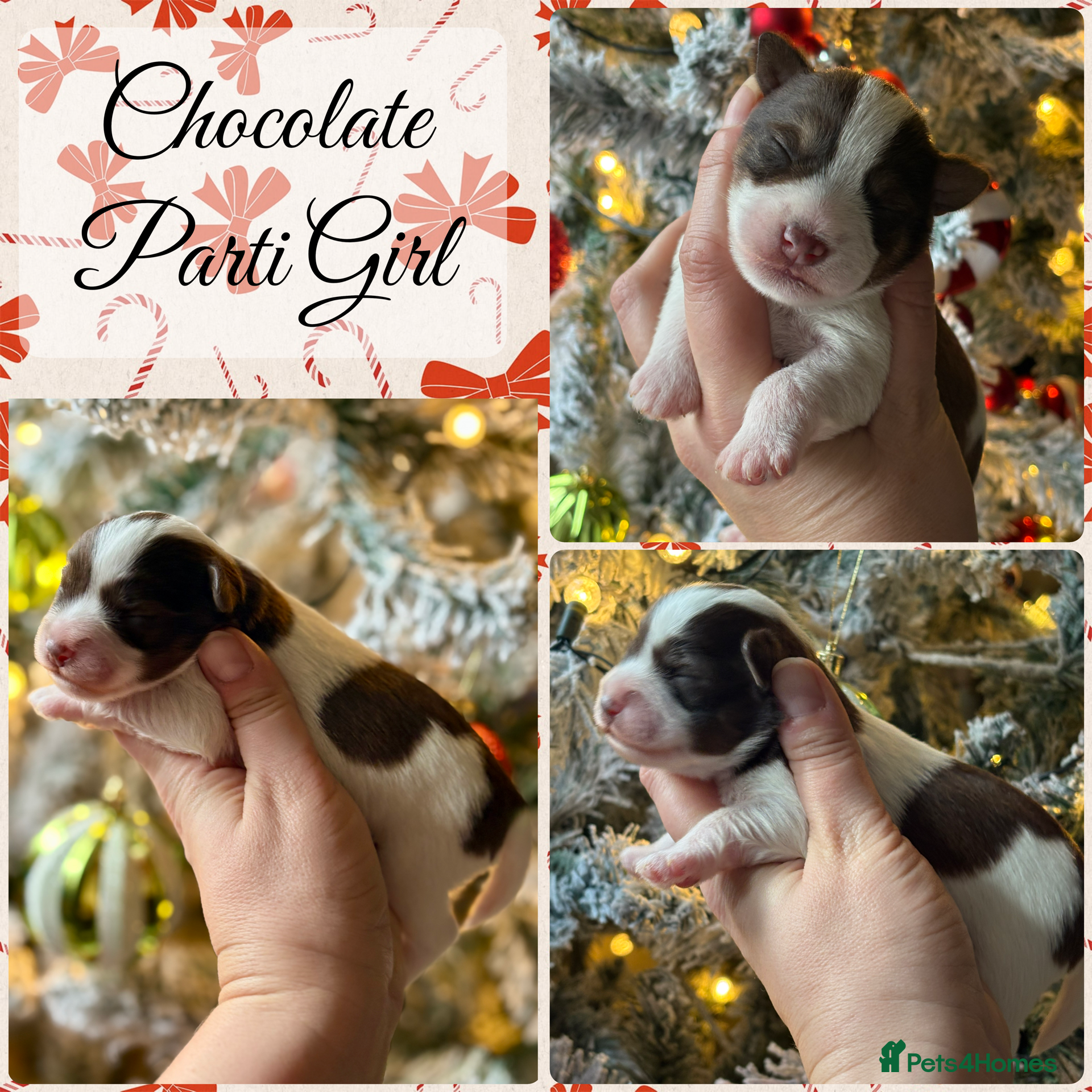 Miniature Schnauzer dogs KC BVA H/T Chocolate Parti, Wheaten Mini Schnauzer - Advert 2