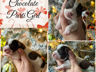 Miniature Schnauzer dogs KC BVA H/T Chocolate Parti, Wheaten Mini Schnauzer - Advert 2