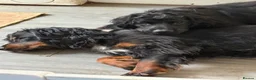 Cocker Spaniel dogs for stud: Showline pure cocker spaniel FOR STUD - Advert 3