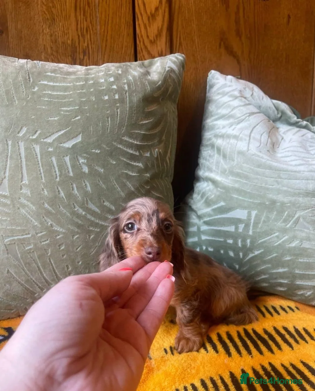 Miniature Dachshund dogs for sale: Stunning Miniature Dachshund Puppies for Families - Advert 2