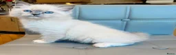Ragdoll cats for sale: Pure Ragdoll kittens Registered and DNA tested  - Advert 28
