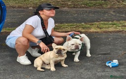French Bulldog dogs for sale: ⚡️Exquisite 🌈 Pedigree French Bulldog Puppies ⚡️ - Image 21