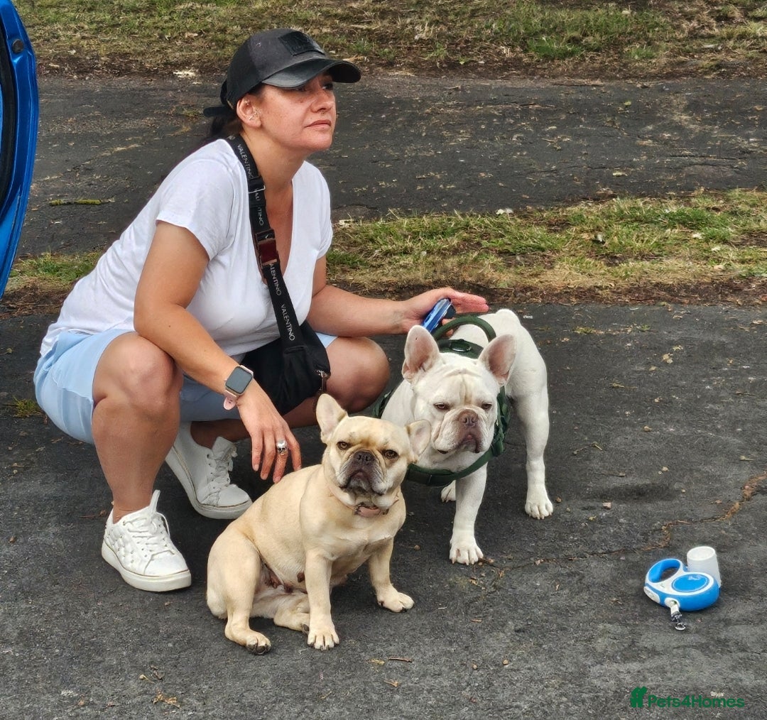 French Bulldog dogs for sale: ⚡️Exquisite 🌈 Pedigree French Bulldog Puppies ⚡️ - Image 21