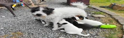 Patterjack dogs for sale: Patterjack Puppies  - Advert 7