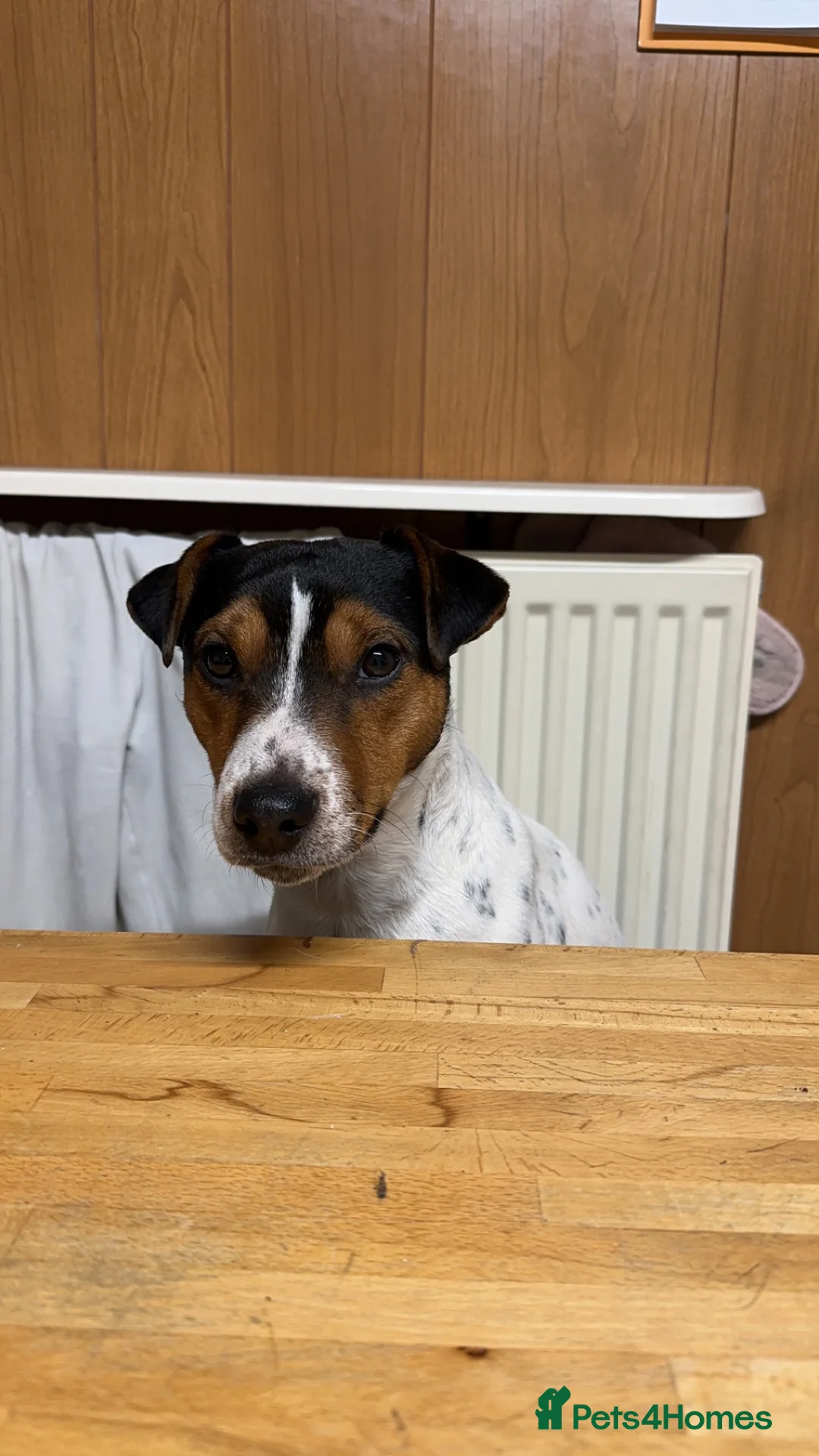 Jack Russell dogs for sale: Jack Russell Terrier - Advert 1