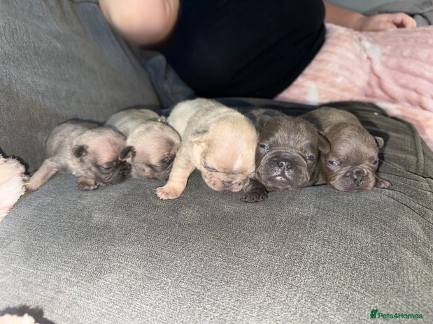 French Bulldog dogs Female French bulldog puppies - Advert 1