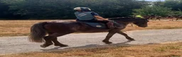 Connemara horses for sale: Irish Connie cob family pony - Advert 4