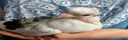 Pigeons birds for sale: Baby pigeon  - Advert 1