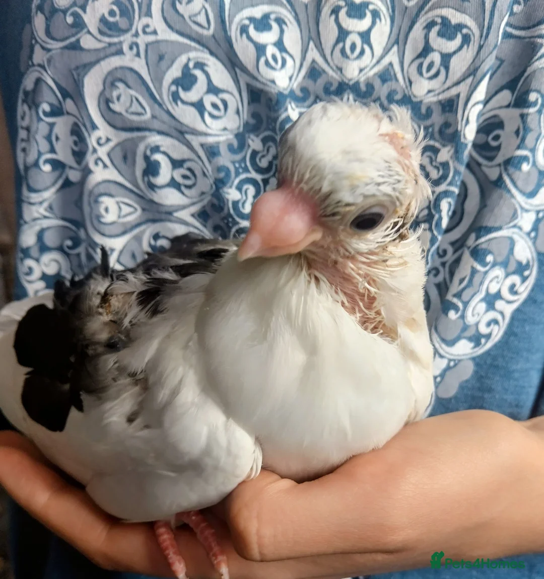 Pigeons birds for sale: Baby pigeon  - Advert 1
