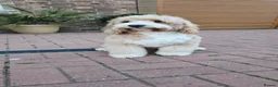 Labradoodle dogs for stud: STUNNING AUSTRALIAN LABRADOODLES HIP 0/0 ELBOW 0/0 - Advert 4