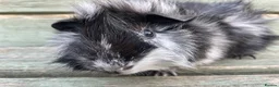 Guinea Pig rodents for sale: Tufty baby boars for sale - Advert 3