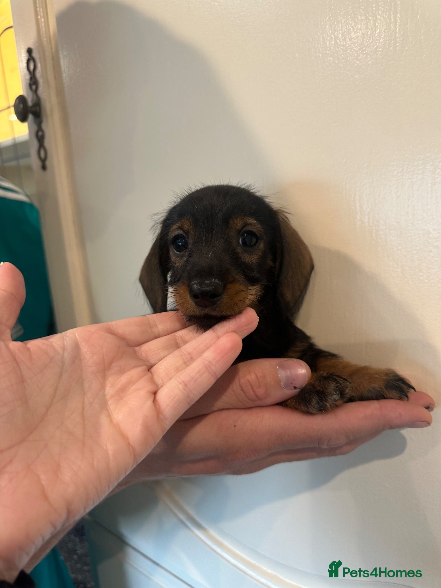 Miniature Dachshund dogs Miniature wire-haired Dashounds   - Advert 1