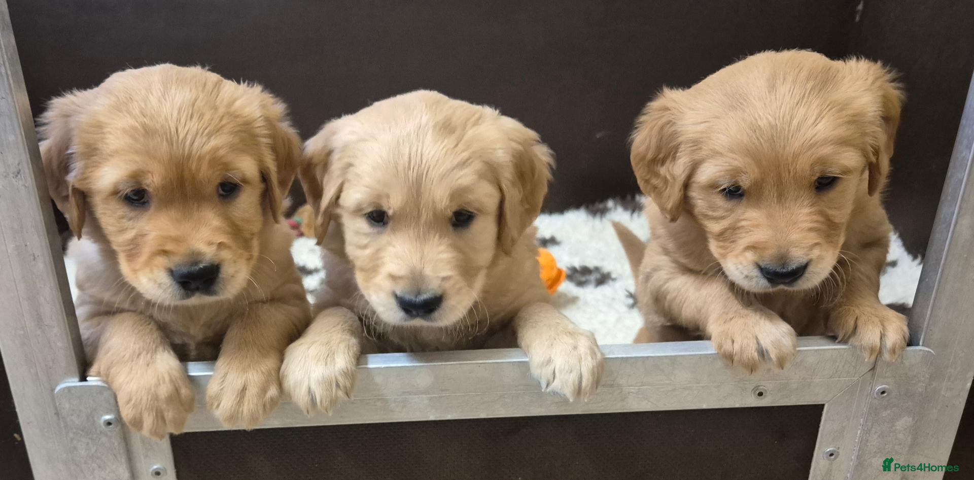 Golden Retriever dogs  Kennel Club registered Golden Retriever Puppies  - Advert 2