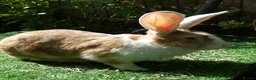 Continental Giant rabbits for sale: PURE Continental Giant BABY BUCK VACCINATED READY  - Advert 4